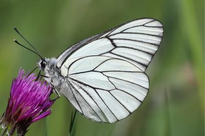 <i>Aporia crataegi</i>