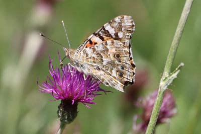 <i>Vanessa cardui</i>