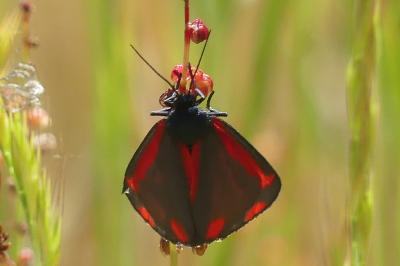 <i>Tyria jacobaeae</i>