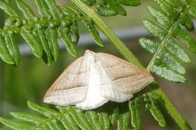 <i>Petrophora chlorosata</i>
