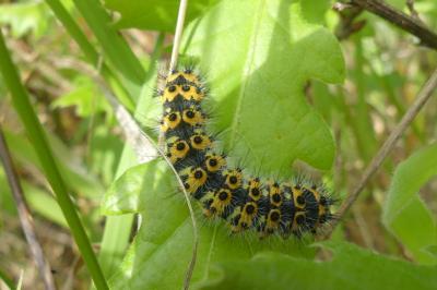 <i>Saturnia pavonia</i>