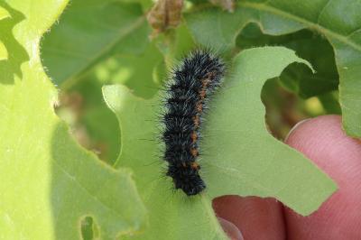 <i>Saturnia pavonia</i>