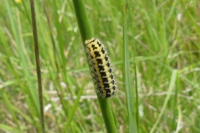 <i>Zygaena</i>