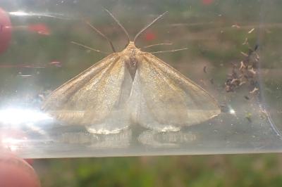 <i>Aspitates ochrearia</i>