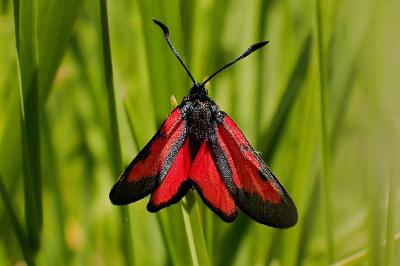 <i>Zygaena trifolii</i>