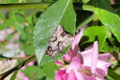 <i>Lacanobia w-latinum</i>