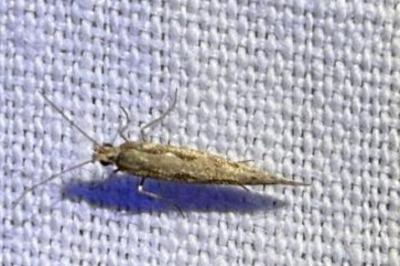 <i>Plutella xylostella</i>