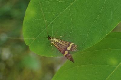 <i>Nemophora degeerella</i>