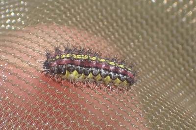<i>Aglaope infausta</i>