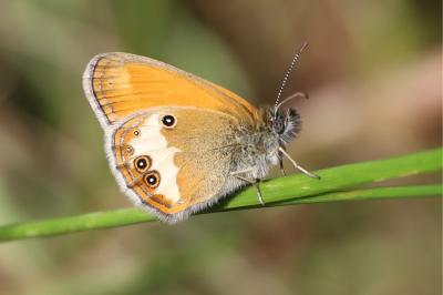 Coenonympha arcania