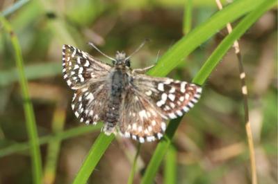 <i>Pyrgus malvae</i>