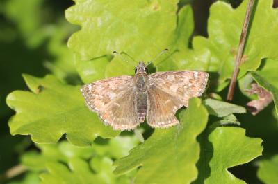 <i>Erynnis tages</i>