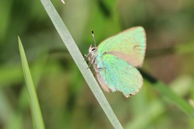 <i>Callophrys rubi</i>