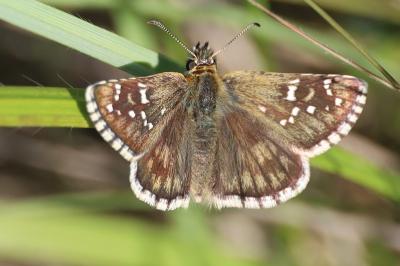 <i>Pyrgus serratulae</i>