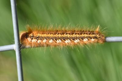 <i>Euthrix potatoria</i>