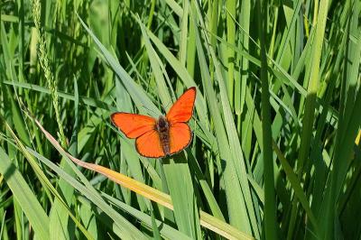 <i>Lycaena dispar</i>
