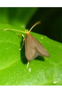 <i>Eurodachtha pallicornella</i>