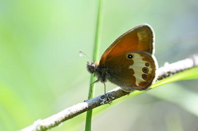 Coenonympha arcania