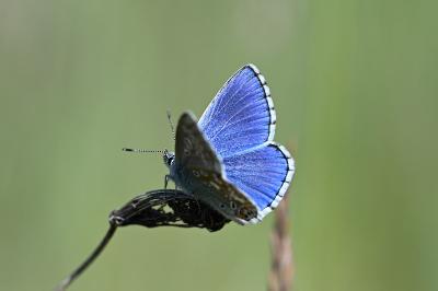 <i>Lysandra bellargus</i>