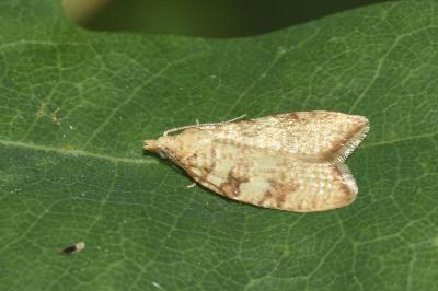 <i>Aleimma loeflingiana</i>