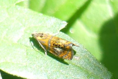 <i>Olethreutes arcuella</i>