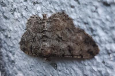 <i>Peribatodes rhomboidaria</i>