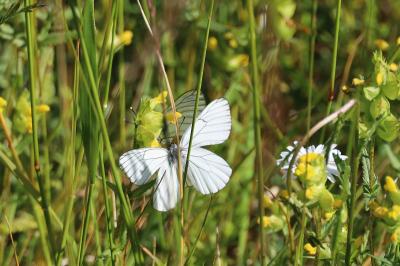 <i>Aporia crataegi</i>