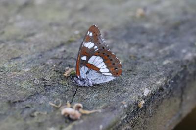 <i>Limenitis reducta</i>