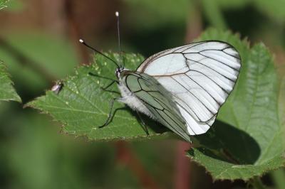 <i>Aporia crataegi</i>