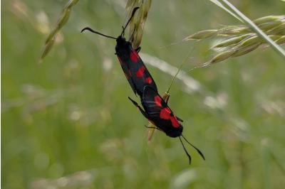 <i>Zygaena trifolii</i>