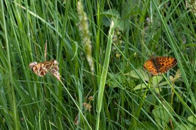 <i>Boloria selene</i>