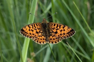 <i>Boloria selene</i>