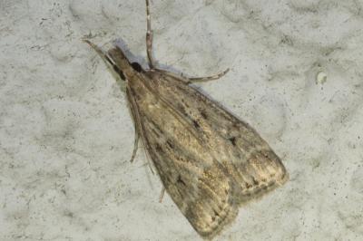 <i>Eudonia pallida</i>