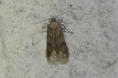 <i>Borkhausenia nefrax</i>