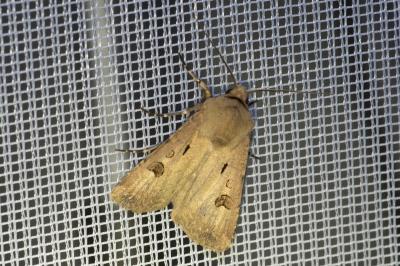 <i>Agrotis exclamationis</i>