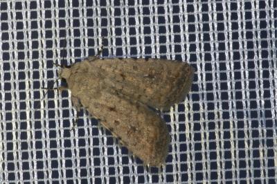 <i>Caradrina clavipalpis</i>
