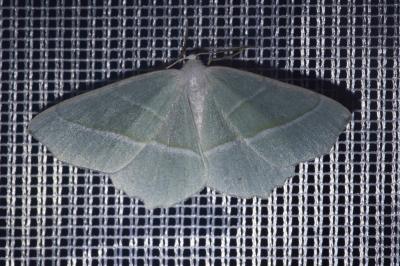 <i>Campaea margaritaria</i>