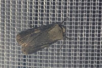<i>Agrotis puta</i>