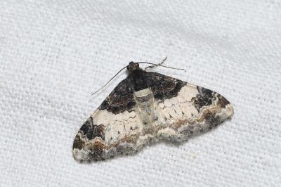 <i>Catarhoe cuculata</i>