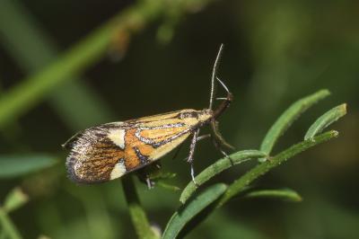 <i>Alabonia geoffrella</i>