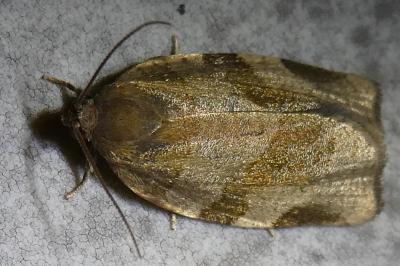 <i>Choristoneura hebenstreitella</i>