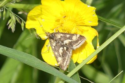 <i>Pyrausta purpuralis</i>
