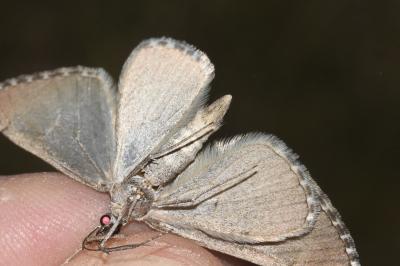 <i>Aplocera plagiata</i>
