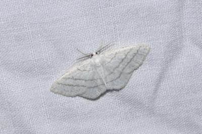 <i>Cabera pusaria</i>