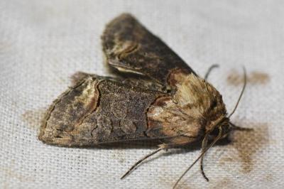 <i>Abrostola triplasia</i>