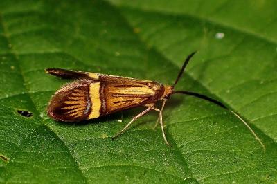 <i>Nemophora degeerella</i>