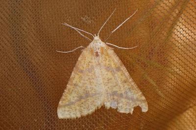 <i>Aspitates ochrearia</i>