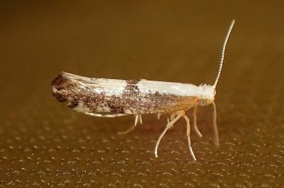 <i>Argyresthia spinosella</i>