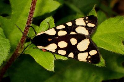 <i>Arctia villica</i>