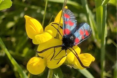 <i>Zygaena trifolii</i>